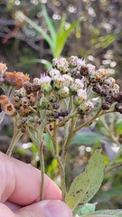 Pluchea carolinensis, recorded flowering