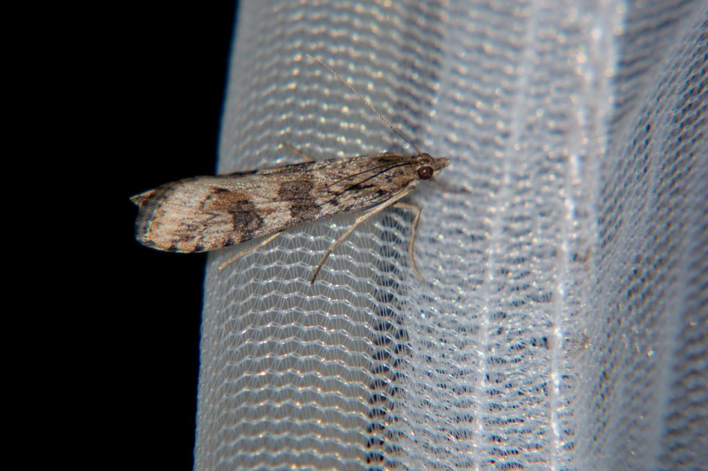 Nomophila distinctalis