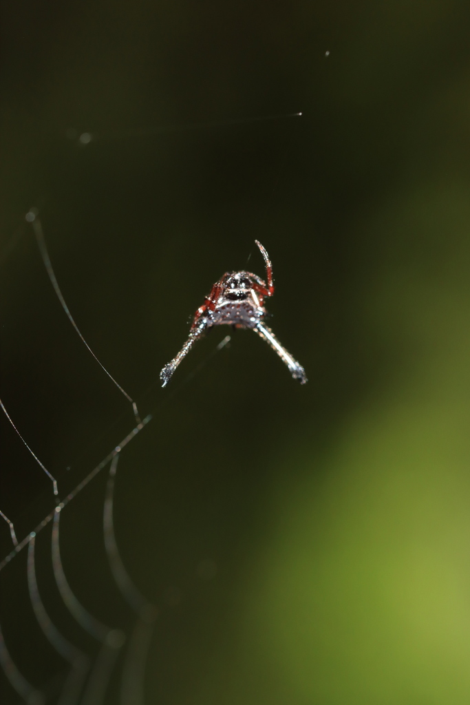 Gasteracantha beccarii