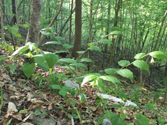 Prosartes lanuginosa