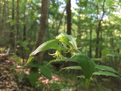 Prosartes lanuginosa