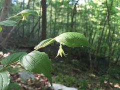 Prosartes lanuginosa