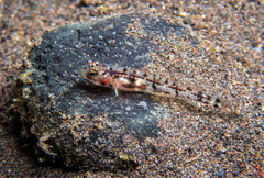 Bali Goby photo 1