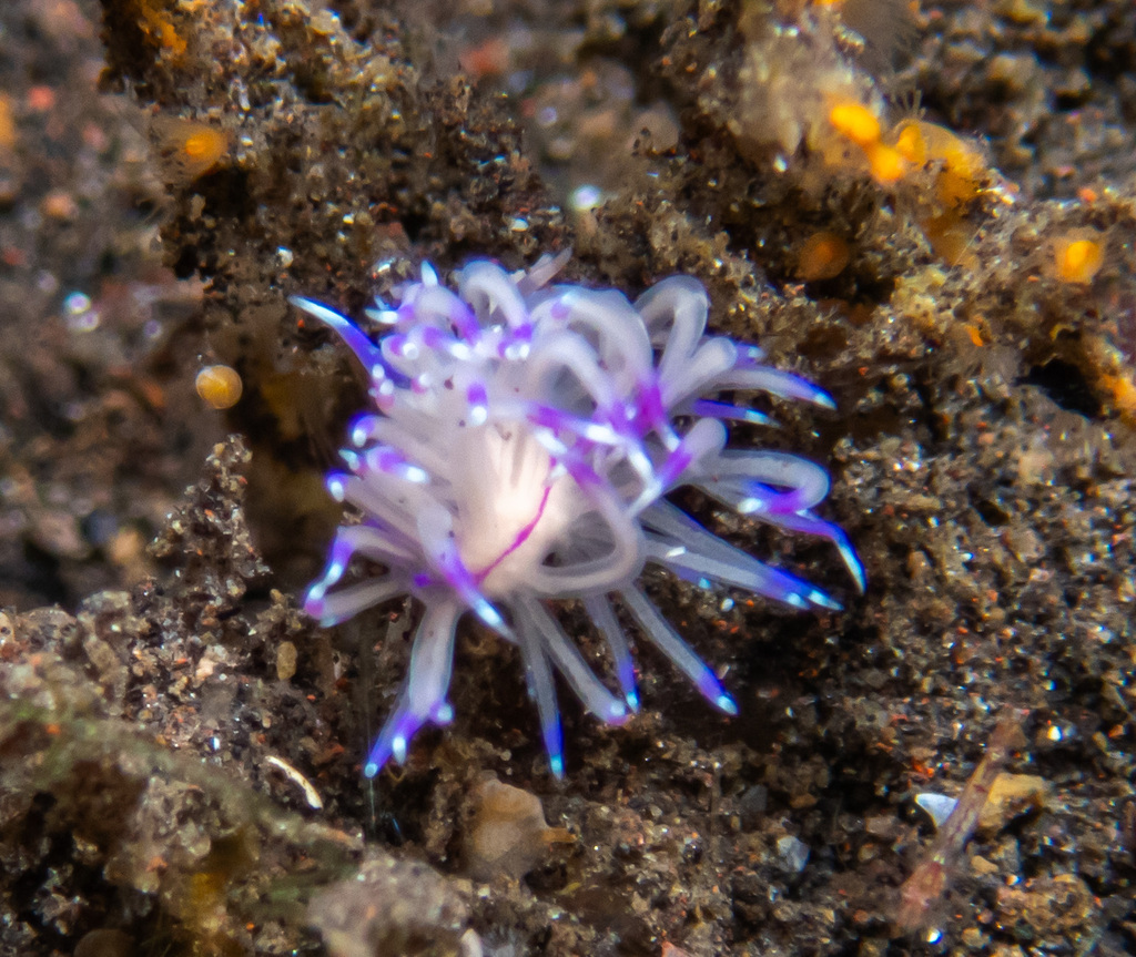 Unidentia sandramillenae (Unidentia sandramillenae) — recorded at Emerald Bay