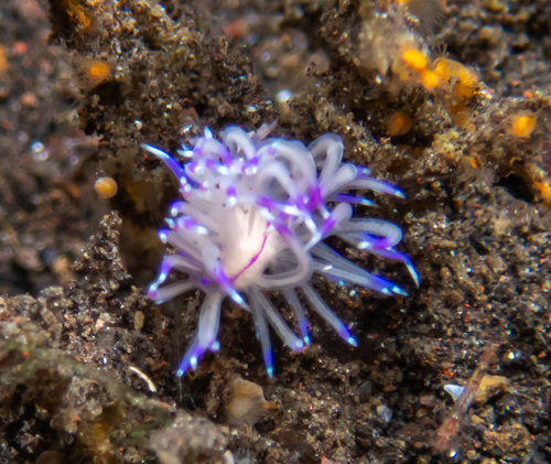 Unidentia sandramillenae (Unidentia sandramillenae)