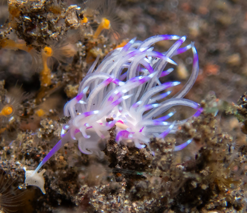 Unidentia sandramillenae (Unidentia sandramillenae)