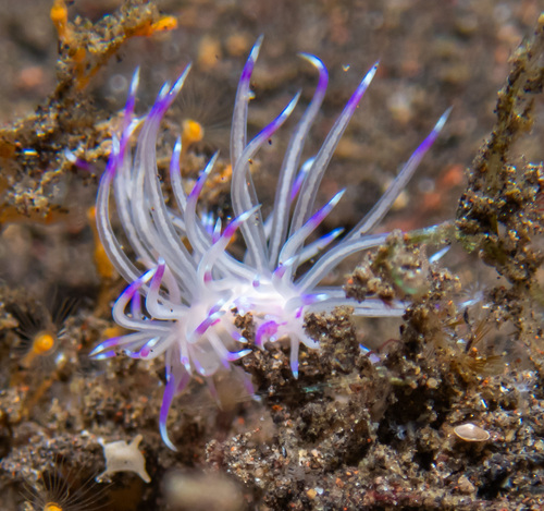 Unidentia sandramillenae (Unidentia sandramillenae)