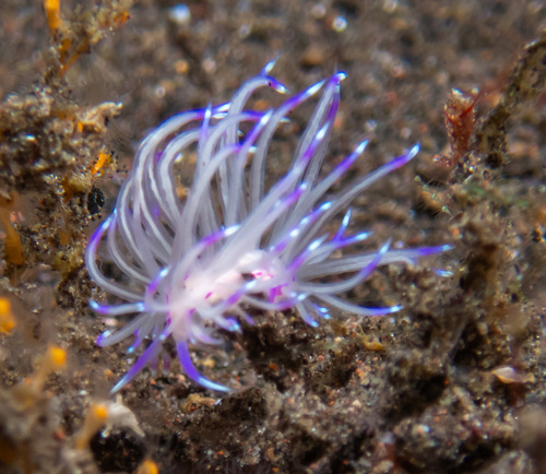 Unidentia sandramillenae (Unidentia sandramillenae)