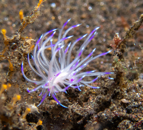 Unidentia sandramillenae (Unidentia sandramillenae)