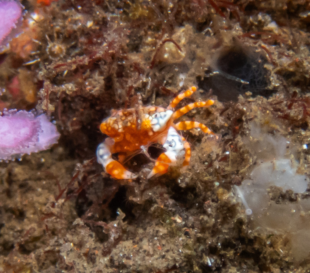 Lophozozymus pulchellus