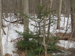 Taxus cuspidata