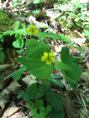 Viola pubescens