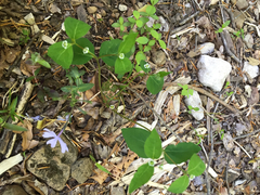 Euphorbia mercurialina