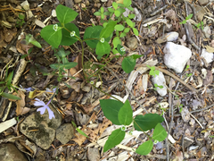 Euphorbia mercurialina