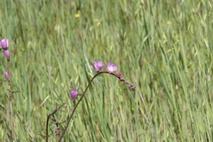 Sidalcea sparsifolia