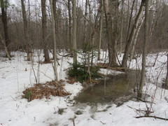 Taxus cuspidata
