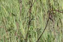 Sidalcea sparsifolia
