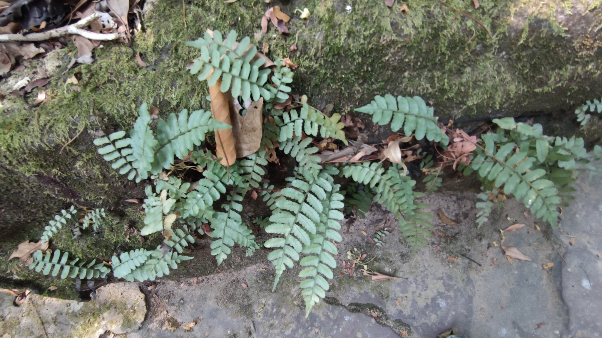 Bolbitis appendiculata — ảnh 3