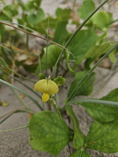 Vigna marina iNat (2)