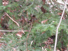 Taxus cuspidata