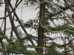 Taxus cuspidata