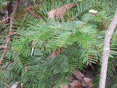 Taxus cuspidata