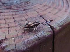 Rhabdoscelus lineaticollis