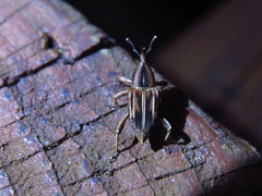 Rhabdoscelus lineaticollis