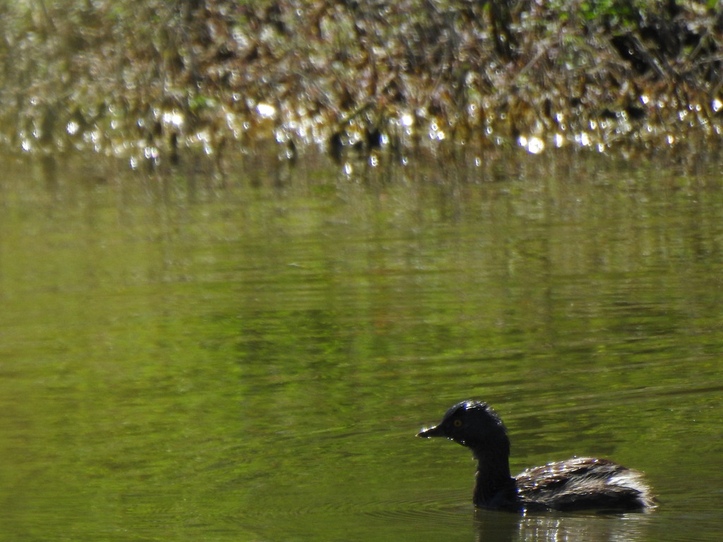 Lesser Grebe Least Grebe from San Ignacio, Sin., México on March 11, 2023 at 02:23 ...