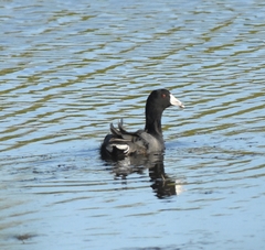 Fulica americana image