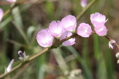 Sidalcea sparsifolia