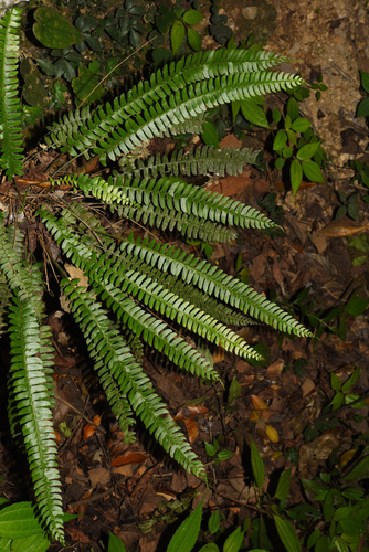 Polystichum deltodon iNat (3)