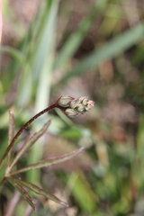 Sidalcea sparsifolia