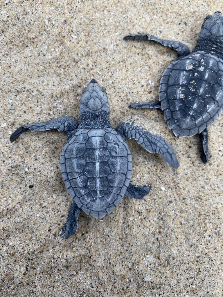 Tortuga Golfina (Reptiles de Bahía Solano) · iNaturalist