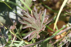 Sidalcea sparsifolia