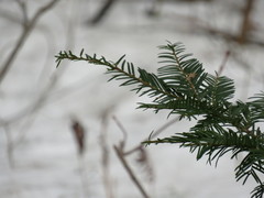 Taxus cuspidata