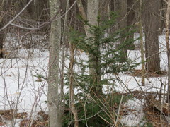 Taxus cuspidata