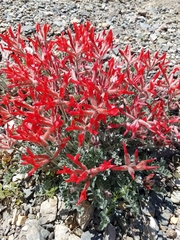 Astragalus coccineus