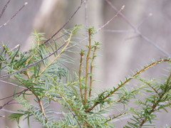 Taxus cuspidata