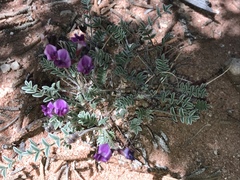 Astragalus desperatus