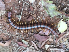 Scolopendra alternans