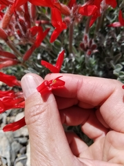 Astragalus coccineus
