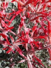 Astragalus coccineus