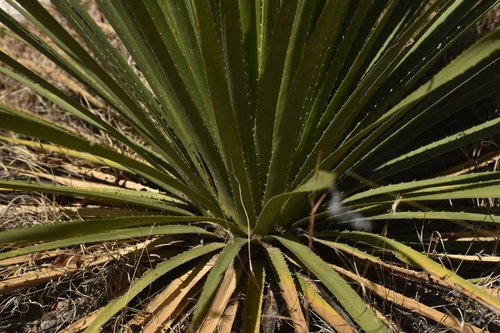 Foto de Sotol