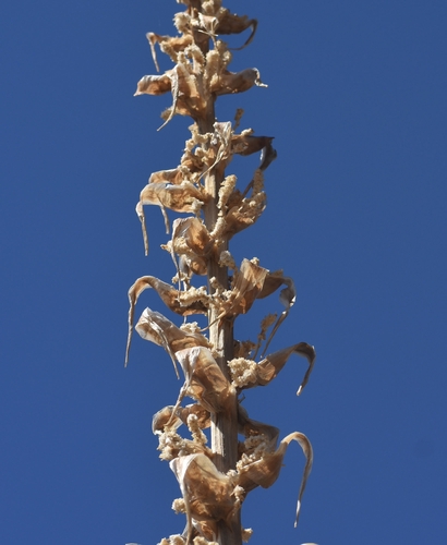 Foto de Sotol