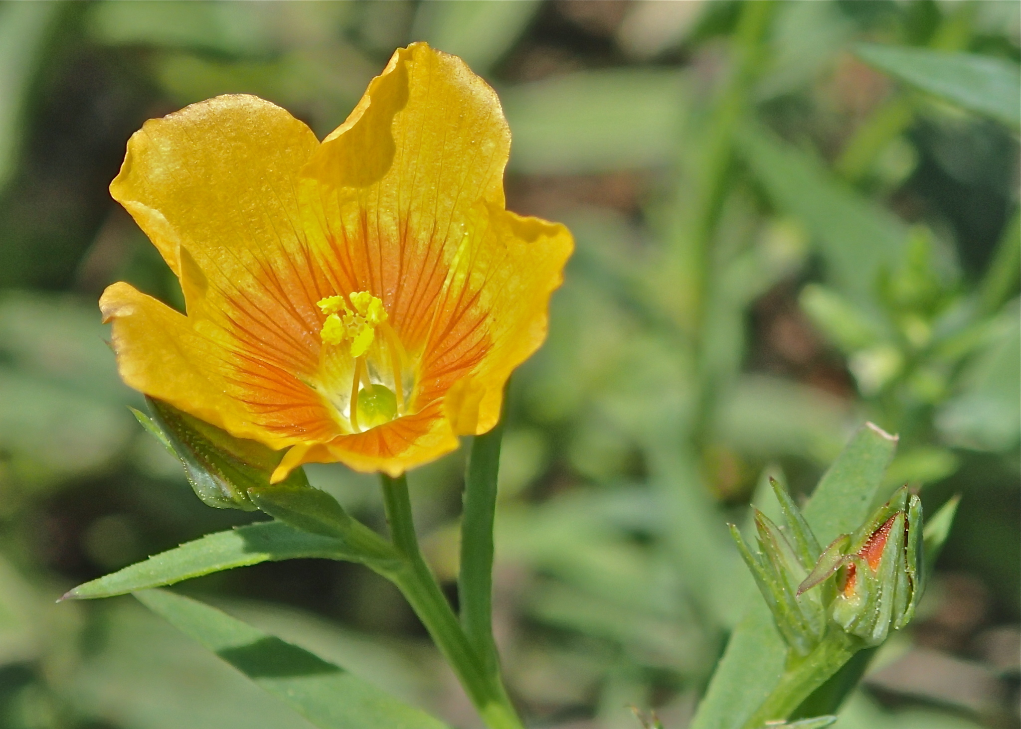 Linum berlandieri
