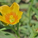 Berlandier's Yellow Flax - Photo (c) John Davis, some rights reserved (CC BY-NC), uploaded by John Davis