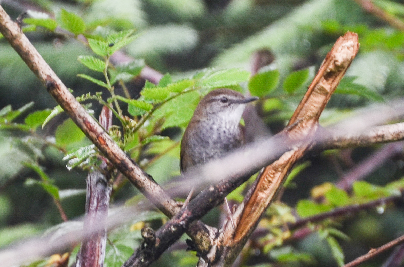 Spotted Bush Warbler (Locustella thoracica), photo 4