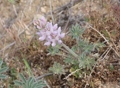 Lupinus densiflorus