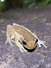 Boettger's Colombian Treefrog photo 5